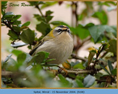 Bird, Firecrest, Regulus ignicapillus