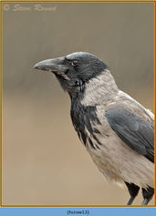 Bird, Hooded Crow, Corvus corone comix 13