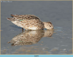 Teal, Anas crecca, duck, female, bird, water 47