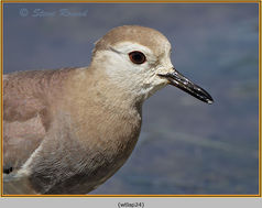 Bird, Plover, White-tailed Lapwing, Vanellus leucurus 24