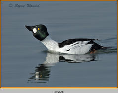 Bird, Goldeneye, Bucephala clangula