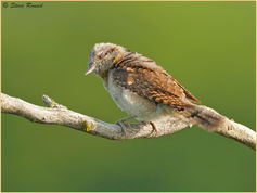 Bird, Wryneck, Jynx torquilla 41