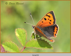 Small Copper Butterfly,
Lycaena phlaeas