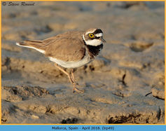 Bird, Little Ringed plover, Charadrius dubuis 49