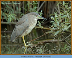 Bird, Night Heron, Nycticorax nycticorax