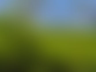 An Indonesian White Tea Bud Story