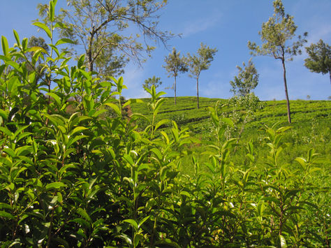 An Indonesian White Tea Bud Story