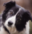 C91B1106-0FC0-4D87-A7CF-601F3018BD7F.png