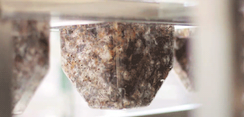 Ecovative-MushroomTimelapse.gif