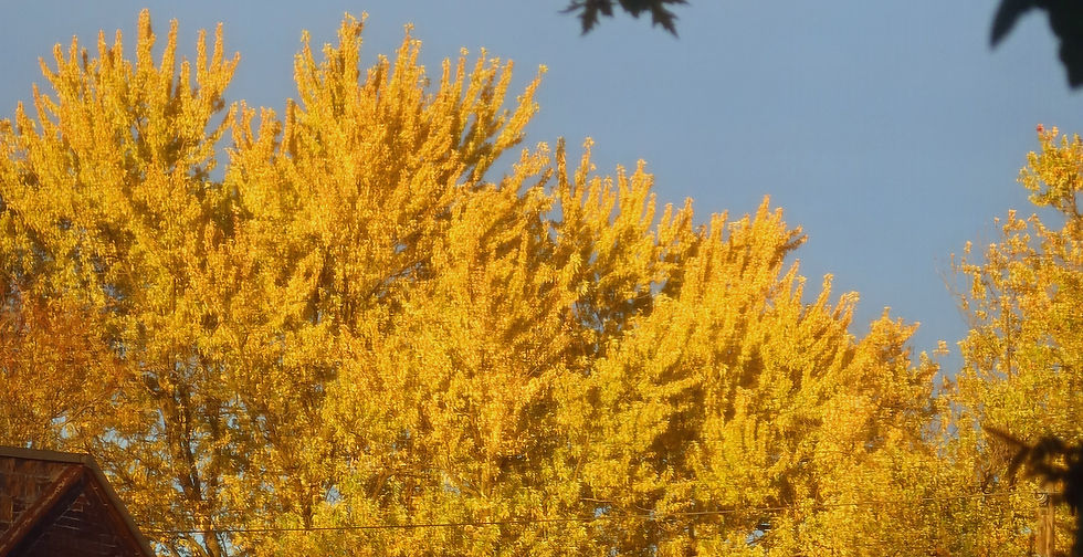 IMG_0005svra Fall (c)soc.jpg