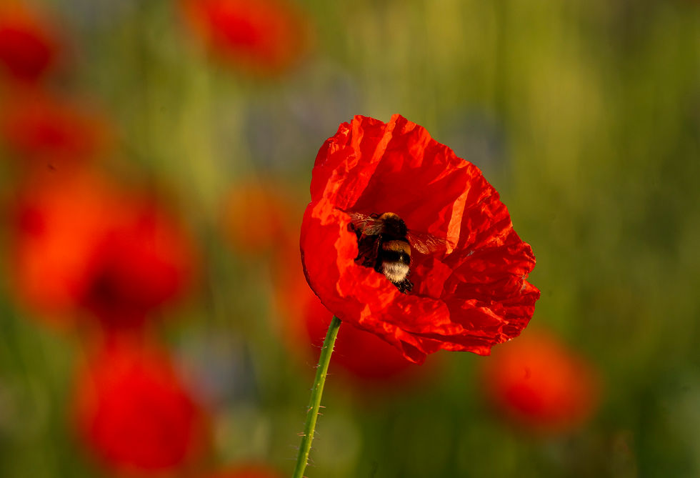GET DUSTY May 2026 - Wildflowers