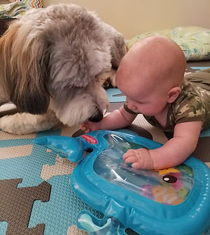 Bernedoodle Puppies, Bernedoodle Breeder