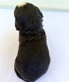image2 (33).jpeg