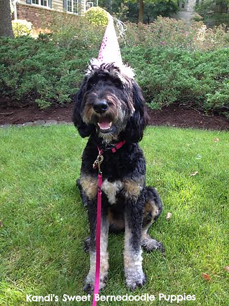 Bernedoodle Puppies, Bernedoodle Breeder