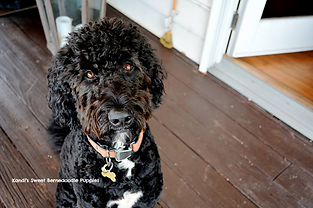 Bernedoodle Puppies, Bernedoodle Breeder
