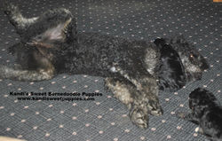 Bernedoodle Puppies, Bernedoodle Breeder 2014-2-2-17:50:39