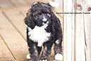 Bernedoodle