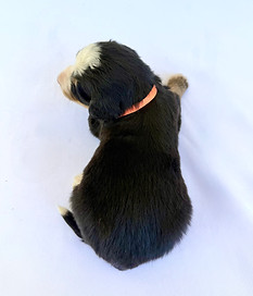 image2 (33).jpeg