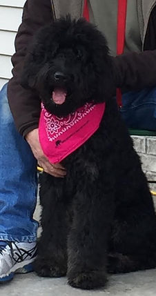 Bernedoodle Puppies, Bernedoodle Breeder