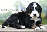 Bernedoodle