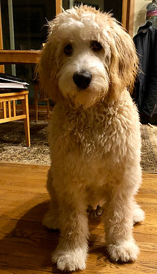 Bernedoodle