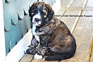Bernedoodle