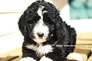 Bernedoodle