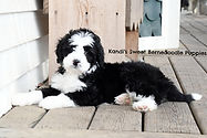 Bernedoodle