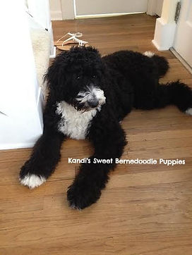 Bernedoodle Puppies, Bernedoodle Breeder
