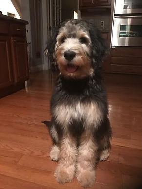 Bernedoodle