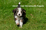 Bernedoodle