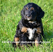 Bernedoodle