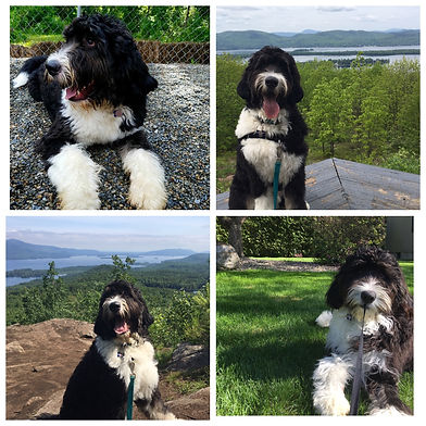 Bernedoodle