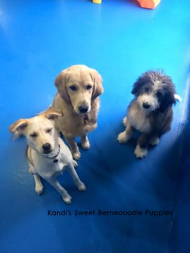 Bernedoodle Puppies, Bernedoodle Breeder