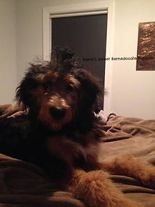 Bernedoodle