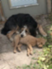 Bernedoodle