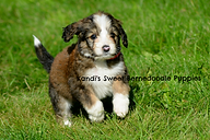 Bernedoodle