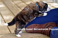 Bernedoodle