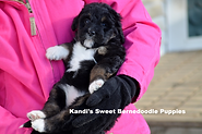Bernedoodle