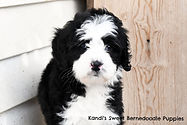 Bernedoodle