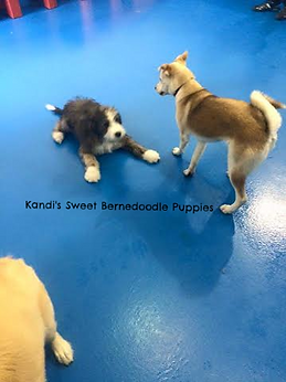 Bernedoodle Puppies, Bernedoodle Breeder
