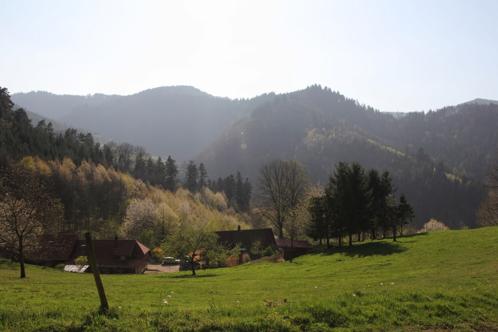 2017. gada 8. aprīlis. Ciemos pie Fabiana Vācijā. Melnais mežs, pienenes un ar augšstilbu saplēsta