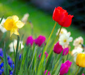 spring.jpg
