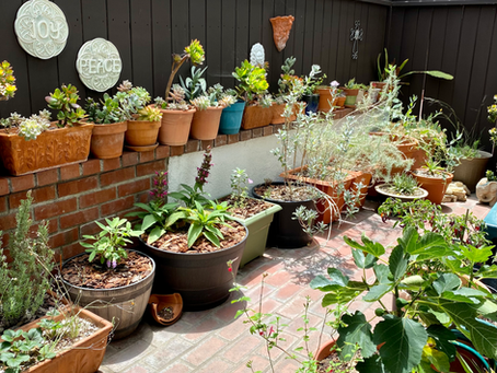 Interview: Barbara Chung on Lessons in Habitat Restoration and Container Gardening