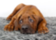 AdobeStock_183008879.jpeg