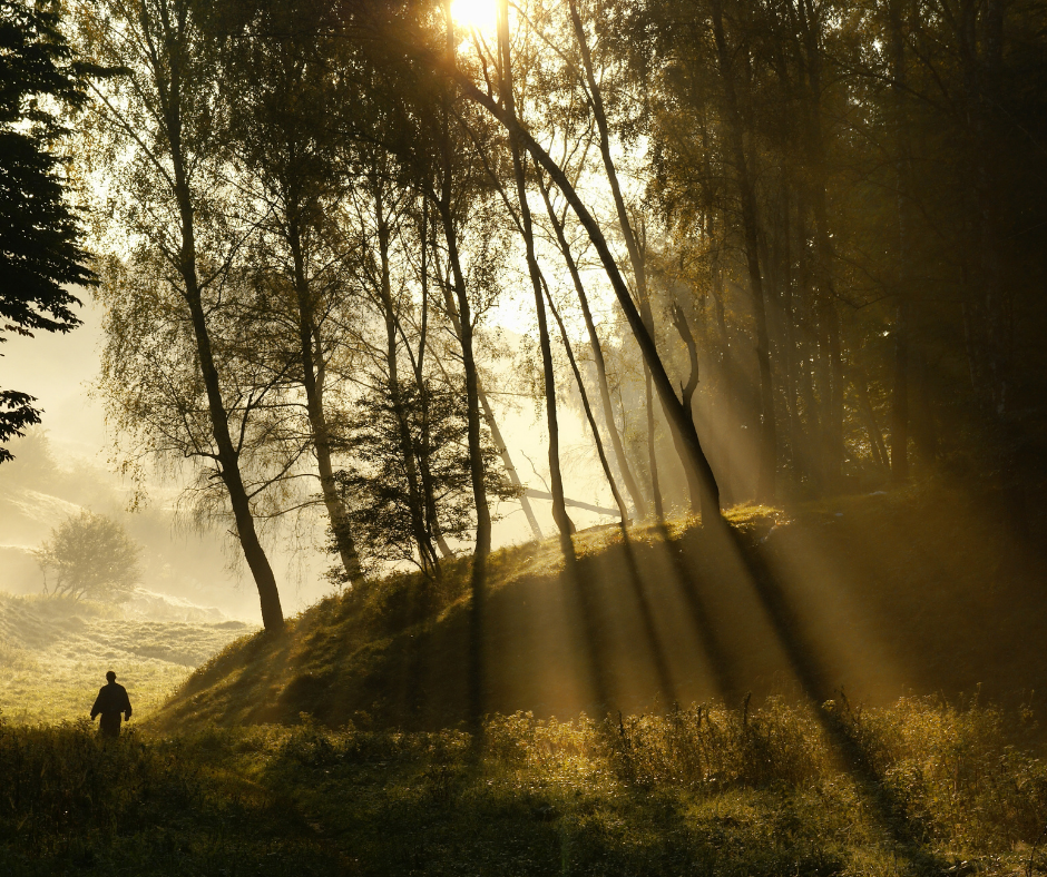 Light streams through the forest and mist