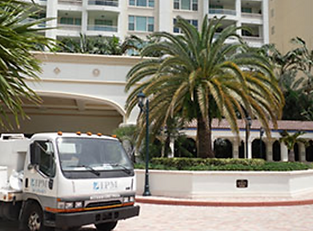 Palm Tree Pest Control in Boca Raton, Delray Beach, and Palm Beach County