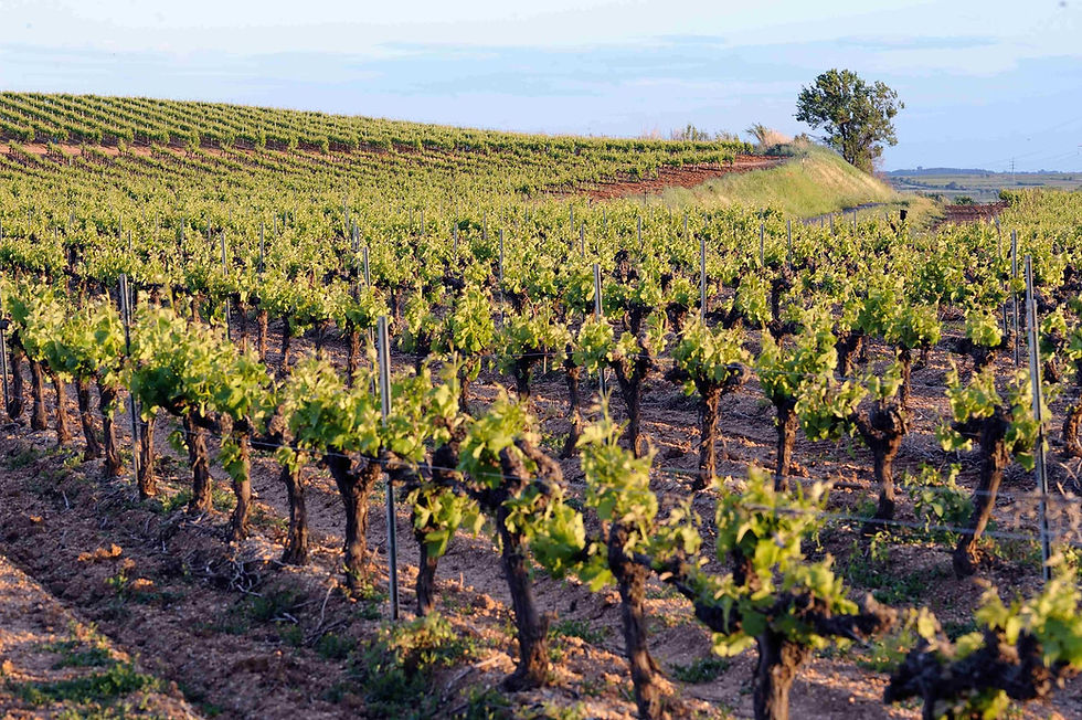 photo vigne pomerols site mas.jpg