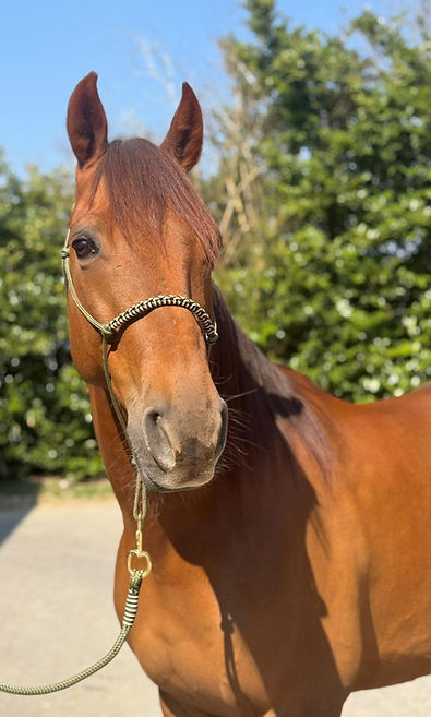 WhatsApp Image 2026-03-22 at 16.59.54.jpeg