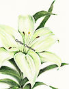 Easter Lily